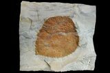 Fossil Leaf (Davidia) - Montana #165018-1